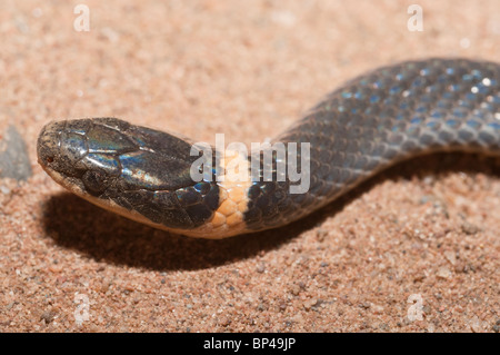 Nördlichen Ring – Necked Schlange, Diadophis Punctatus Edwardsii, in Nordamerika heimisch Stockfoto