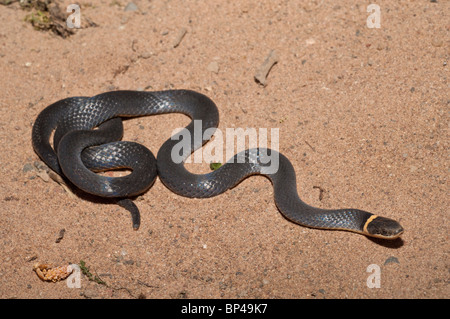 Nördlichen Ring – Necked Schlange, Diadophis Punctatus Edwardsii, in Nordamerika heimisch Stockfoto