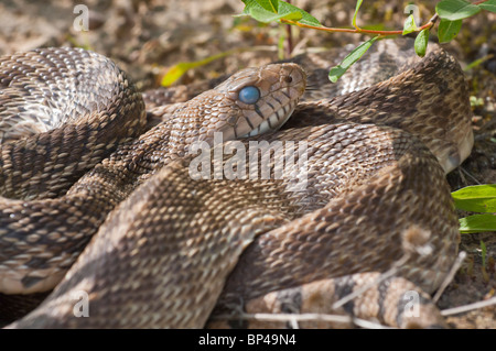 Texas Bull Snake, Pituophis Catinefer ehrlich, ursprünglich aus Süden, Südosten und Westen USA Stockfoto