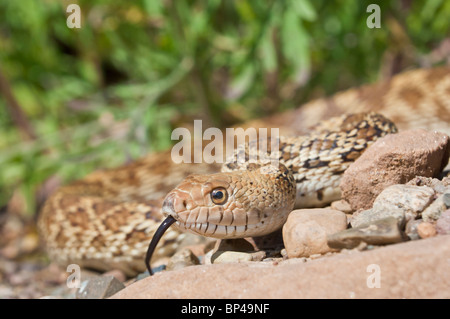 Texas Bull Snake, Pituophis Catinefer ehrlich, ursprünglich aus Süden, Südosten und Westen USA Stockfoto