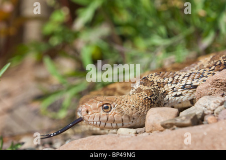 Texas Bull Snake, Pituophis Catinefer ehrlich, ursprünglich aus Süden, Südosten und Westen USA Stockfoto