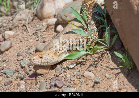 Texas Bull Snake, Pituophis Catinefer ehrlich, ursprünglich aus Süden, Südosten und Westen USA Stockfoto