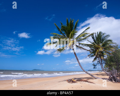 Sandstrände, Palmen und blauem Himmel in South Mission Beach, Queensland, Australien. Stockfoto