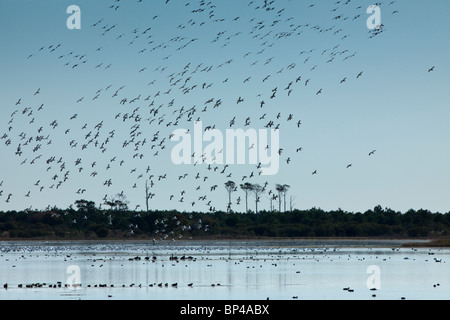 Tausende von Schneegänsen landen auf dem Wasser der Chincoteague National Wildlife Refuge auf Assateague Island, Virginia. Stockfoto