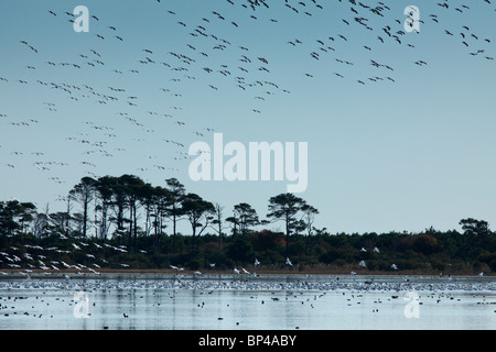 Tausende von Schneegänsen landen auf dem Wasser der Chincoteague National Wildlife Refuge auf Assateague Island, Virginia. Stockfoto