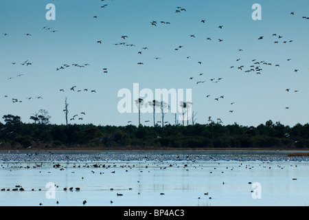 Tausende von Schneegänsen landen auf dem Wasser der Chincoteague National Wildlife Refuge auf Assateague Island, Virginia. Stockfoto