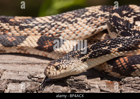 Nördlichen Pine Snake, Pituophis Melanoleucus Melanoleucus, ursprünglich aus östlichen Nordamerika Stockfoto