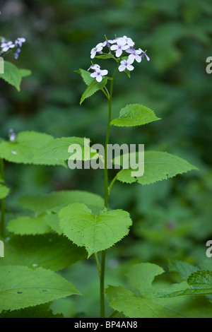 Mehrjährige Ehrlichkeit Lunaria Rediviva in Blüte, Schlucht, Rumänien. Stockfoto