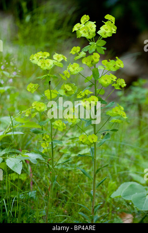 Holz-Wolfsmilch, Euphorbia Amygdaloides in Blüte. Stockfoto