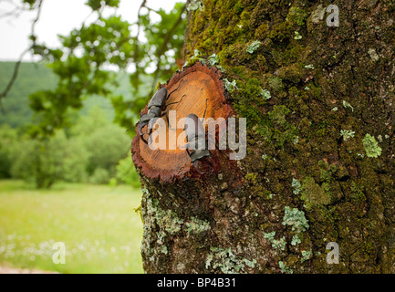 Zwei männliche mehr Hirschkäfer interagieren, auf alten Eiche; Rumänien. Stockfoto