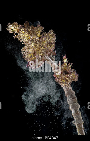 Gemeinsamen Esche; Fraxinus Excelsior. Blüten-Pollen im Wind zu vergießen. Stockfoto