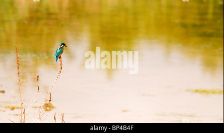 Eisvogel thront und Fischen aus dem Schilf. Stockfoto