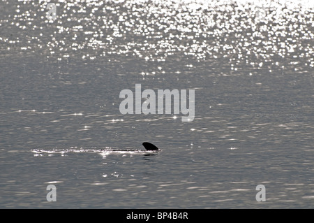 Atlantische Flasche – Nosed Dolphin: Tursiops Truncatus. Von Sanibel Island, Florida, USA Stockfoto