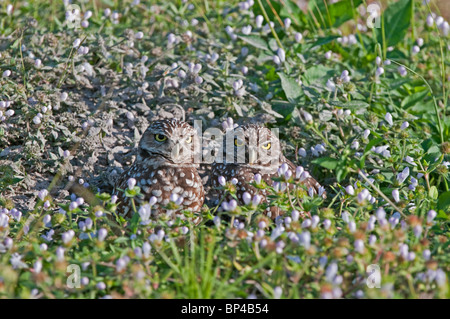 Kanincheneule: Athene Cunicularia. Paar am Eingang zu buddeln. Cape Coral, Florida, USA Stockfoto