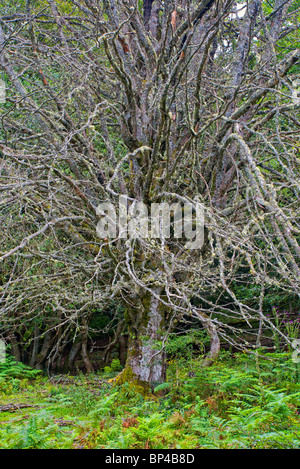 Buche (Fagus Sylvatica). Carombo. Picos de Europa National Park. Asturien. Spanien. Stockfoto