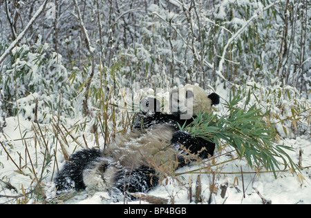 Giant Panda Fütterung auf Bambus im Schnee, Wolong, China, Februar Stockfoto