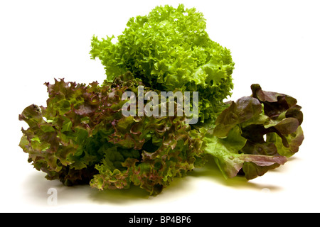 Lebendige drei leitete Salat als Gourmet-Medley, bestehend aus Roteiche Blatt, Lollo Rosso und Lollo Biondi Sorten bekannt. Stockfoto