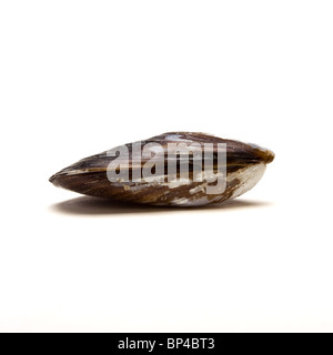 Geschlossene Muschelschale aus niedrigen Perspektive isoliert gegen weiß. Stockfoto