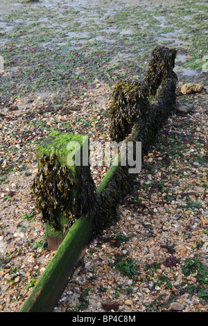 Holz- wellenbrecher am Strand auf der Messe Hillhead, Fareham, Hampshire, England, UK. Stockfoto