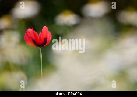 Garten Mohn wächst unter einem Patch von Mutterkraut Stockfoto