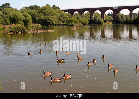 Großbritannien, England, Cheshire, Stockport, rötlich Vale Country Park, Kanadagänse am Stausee unter Eisenbahnviadukt Stockfoto