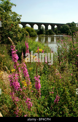 Großbritannien, England, Cheshire, Stockport, rötlich Vale, Country Park, Blumen-Ufer des Stausees unter Eisenbahnviadukt Stockfoto