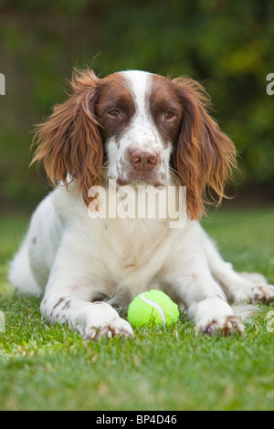 Leber und weißen English Springer Spaniel Gun Gebrauchshund Verlegung draußen auf dem Rasen mit einem Tennisball Stockfoto