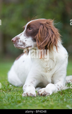 Leber und weißen English Springer Spaniel Gun Gebrauchshund Verlegung draußen auf dem Rasen Stockfoto