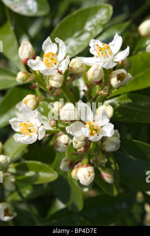 Choisya oder mexikanische Orange Blossom Blüten, Epsom Surrey England UK. Stockfoto