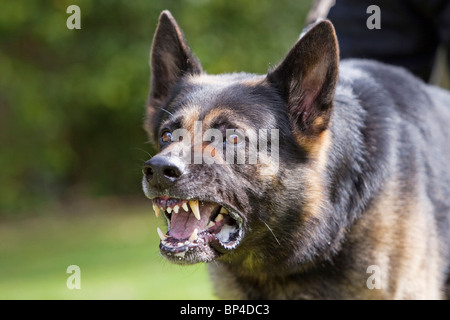 Ein ehemaliges Gefängnis Dienst Deutscher Schäferhund Arbeitshund zeigen aggressives Verhalten Stockfoto