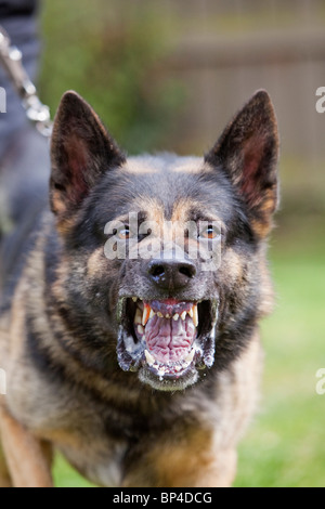 Ein ehemaliges Gefängnis Dienst Deutscher Schäferhund Arbeitshund zeigen aggressives Verhalten Stockfoto