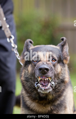 Ein ehemaliges Gefängnis Dienst Deutscher Schäferhund Arbeitshund zeigen aggressives Verhalten Stockfoto