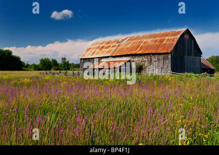 Alte rostige Scheune und Blutweiderich Lythrum Salicaria in dem Land in der Nähe von Brooke Ontario Kanada Stockfoto