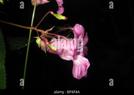 Himalaya-Springkraut (Impatiens Glandulifera) Blume Stockfoto