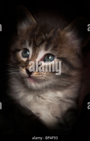 IMG 2002 graues Kätzchen mit schönen Augen Stockfoto