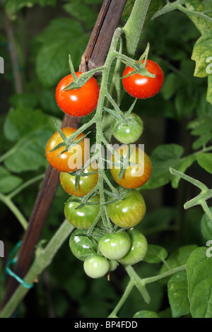 Dachstuhl des Gärtners Freude Cherry-Tomaten wachsen an den Rebstöcken in einem Gewächshaus, Epsom Surrey England UK. Stockfoto