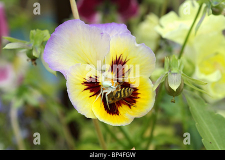 Weiße Spinne (Misumena Vatia) gefangen genommen und getötet Schwebfliege auf einer Viola Blume, in einem Garten in Surrey England UK Stockfoto