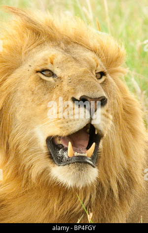 Löwen in der Masai Mara National Park in Kenia gefangen Stockfoto
