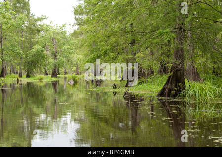 Bäume und Sumpfland im See Martin, Teil der Cypress Insel bewahren, am westlichen Rand des Atchafalaya Swamp, in der Nähe von Lafayette Louisiana. Stockfoto
