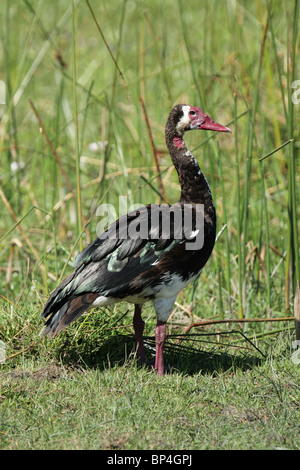 Sporn-winged Gans (Plectropterus Gambensis) in das Okavango Delta, Botswana. Stockfoto