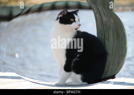 schwarze und weiße Katze sitzt im Sonnenschein auf dem Dock mit Wasser im Hintergrund verschlungen in so genannten Blase beobachten die Welt Stockfoto