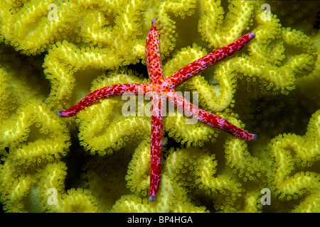 Sea Star, Linckia Multiflora, Fidschi-Inseln, Pazifik Stockfoto
