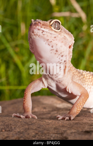 Leopardgecko, Eublepharis Macularius, ursprünglich aus Wüsten des südlichen Zentralasien Stockfoto