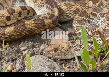 Texas Bull Snake, Pituophis Catinefer ehrlich, ursprünglich aus Süden, Südosten und Westen USA Stockfoto