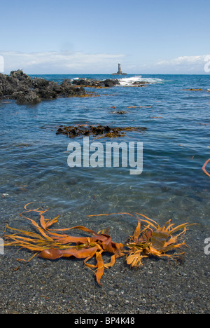 Algen am Strand und Leuchtturm Karori Rock, Südküste, Wellington, Nordinsel, Neuseeland Stockfoto