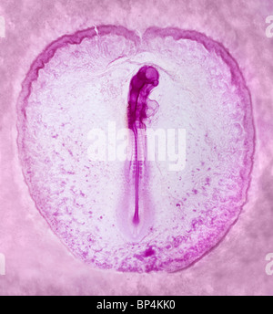 Hellfeld Mikrophotographie, Küken Embryonalentwicklung, 19-23 Somiten Stockfoto