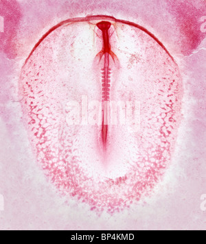 Hellfeld Mikrophotographie, Chick Embryo Entwicklung 9-12 Somiten Stockfoto