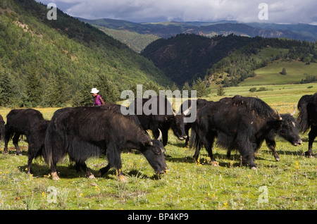 Khampa Horse Festival Tibet buddhistische Tradition Stockfoto