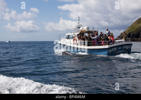 Ein Boot mit Touristen folgt Pilze den Delphin im Hafen von Dingle, County Kerry, Irland. Stockfoto