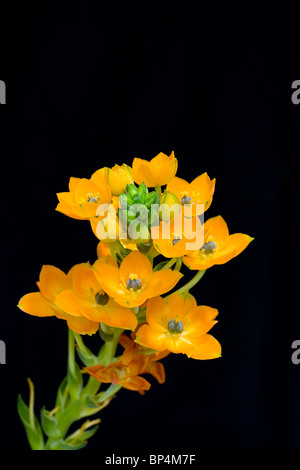 Ornithogalum Dubium auf schwarzem Hintergrund. Im Studio gedreht. Stockfoto